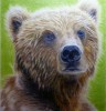 New Bear