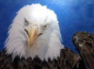 New Eagle